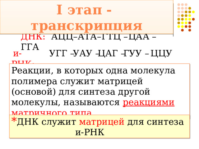 I этап - транскрипция ДНК: АЦЦ–АТА–ГТЦ –ЦАА – ГГА УГГ –  и-РНК: ЦЦУ УАУ – ЦАГ –  ГУУ – Реакции, в которых одна молекула полимера служит матрицей (основой) для синтеза другой молекулы, называются реакциями матричного типа ДНК служит матрицей для синтеза и-РНК 