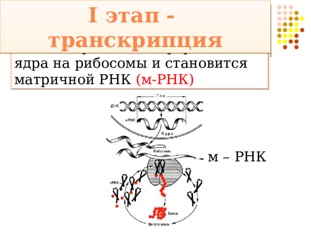 I этап - транскрипция и-РНК переносит информацию из ядра на рибосомы и становится матричной РНК (м-РНК) м – РНК 