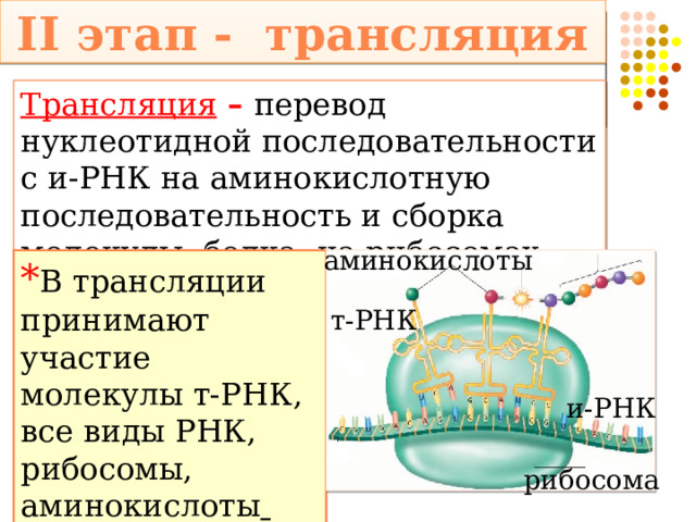 II этап - трансляция Трансляция – перевод нуклеотидной последовательности с и-РНК на аминокислотную последовательность и сборка молекулы белка на рибосомах аминокислоты * В трансляции принимают участие молекулы т-РНК, все виды РНК, рибосомы, аминокислоты  т-РНК и-РНК рибосома 