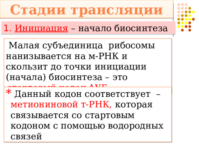 Стадии трансляции 1.  Инициация  – начало биосинтеза  Малая субъединица рибосомы нанизывается на м-РНК и скользит до точки инициации (начала) биосинтеза – это стартовый кодон АУГ  Данный кодон соответствует  – метиониновой т-РНК, которая связывается со стартовым кодоном с помощью водородных связей 