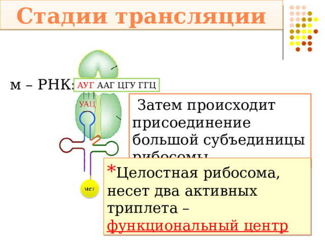 Стадии трансляции м – РНК: АУГ ААГ ЦГУ ГГЦ  Затем происходит присоединение большой субъединицы рибосомы * Целостная рибосома, несет два активных триплета – функциональный центр 