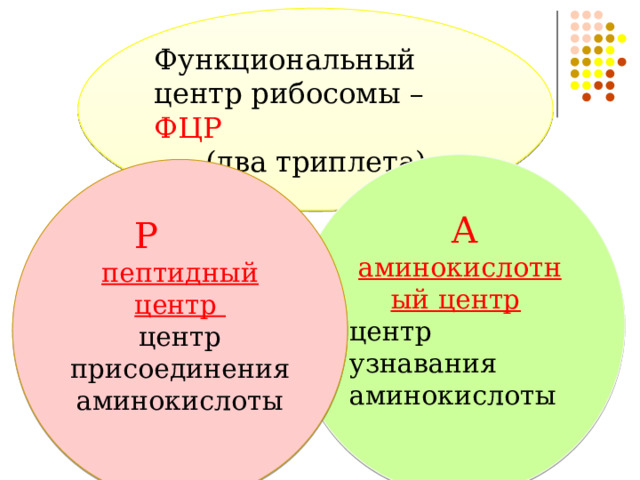 Функциональный центр рибосомы – ФЦР (два триплета)  А аминокислотный центр  центр узнавания аминокислоты   Р пептидный центр центр присоединения аминокислоты 