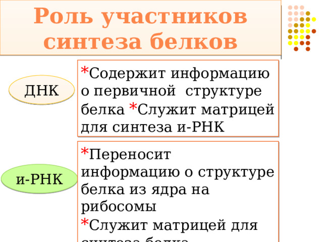 Роль участников синтеза белков * Содержит информацию о первичной структуре белка * Служит матрицей для синтеза и-РНК ДНК * Переносит информацию о структуре белка из ядра на рибосомы * Служит матрицей для синтеза белка и-РНК 