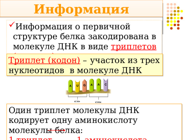 Информация Информация о первичной структуре белка закодирована в молекуле ДНК в виде триплетов (кодонов) Триплет (кодон)  –  участок из трех нуклеотидов в молекуле ДНК Один триплет молекулы ДНК кодирует одну аминокислоту молекулы белка: 1 триплет   1 аминокислота 