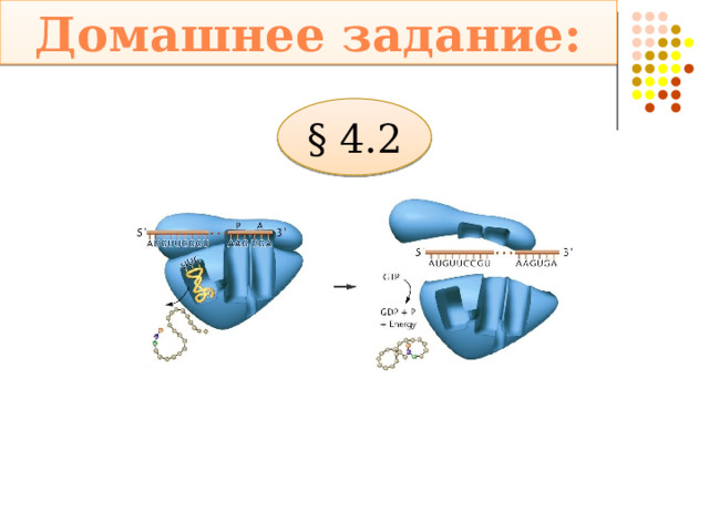 Домашнее задание: § 4.2 