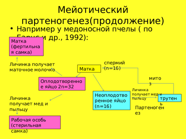 Мейотический партеногенез(продолжение) Например у медоносной пчелы ( по Барнс и др., 1992): Матка (фертильная самка) спермий (n=16) Личинка получает маточное молочко Матка митоз Оплодотворенное яйцо 2n=32 Личинка получает мед и пыльцу Неоплодотворенное яйцо (n=16) трутень Личинка получает мед и пыльцу Партеногенез Рабочая особь (стерильная самка) 