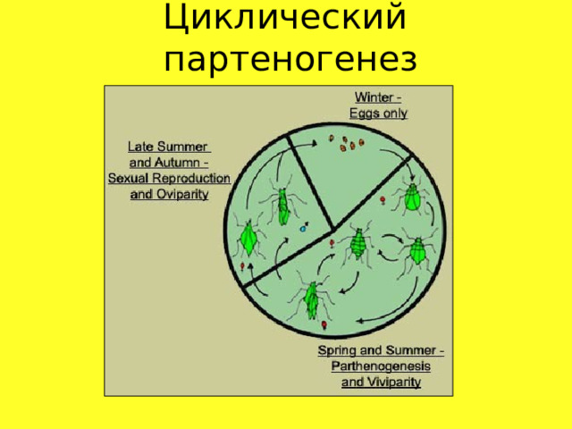 Циклический  партеногенез 