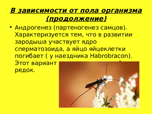 В зависимости от пола организма (продолжение) Андрогенез (партеногенез самцов). Характеризуется тем, что в развитии зародыша участвует ядро сперматозоида, а яйцо яйцеклетки погибает ( у наездника Habrobracon). Этот вариант партеногенеза крайне редок. 