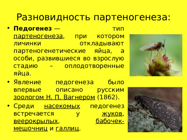 Разновидность партеногенеза: Педогенез  — тип партеногенеза , при котором личинки откладывают партеногенетические яйца, а особи, развившиеся во взрослую стадию – оплодотворенные яйца. Явление педогенеза было впервые описано русским зоологом Н. П. Вагнером (1862). Среди насекомых педогенез встречается у жуков , веерокрылых , бабочек-мешочниц и галлиц . 