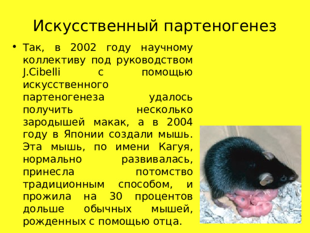 Искусственный партеногенез Так, в 2002 году научному коллективу под руководством J.Cibelli с помощью искусственного партеногенеза удалось получить несколько зародышей макак, а в 2004 году в Японии создали мышь. Эта мышь, по имени Кагуя, нормально развивалась, принесла потомство традиционным способом, и прожила на 30 процентов дольше обычных мышей, рожденных с помощью отца. 