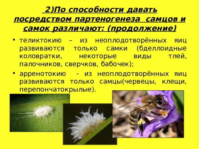  2)По способности давать посредством партеногенеза самцов и самок различают: (продолжение) теликтокию – из неоплодотворённых яиц развиваются только самки (бделлоидные коловратки, некоторые виды тлей, палочников, сверчков, бабочек); арренотокию - из неоплодотворённых яиц развиваются только самцы(червецы, клещи, перепончатокрылые). 