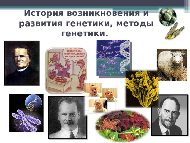 История возникновения и развития генетики, методы генетики.       