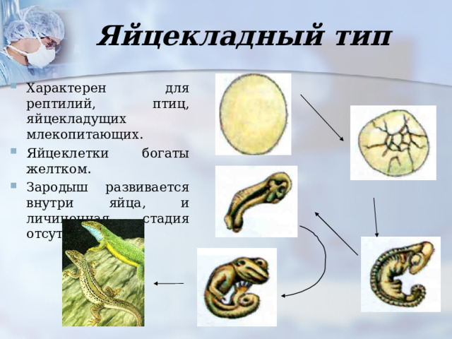 Яйцекладный тип Характерен для рептилий, птиц, яйцекладущих млекопитающих. Яйцеклетки богаты желтком. Зародыш развивается внутри яйца, и личиночная стадия отсутствует.. 