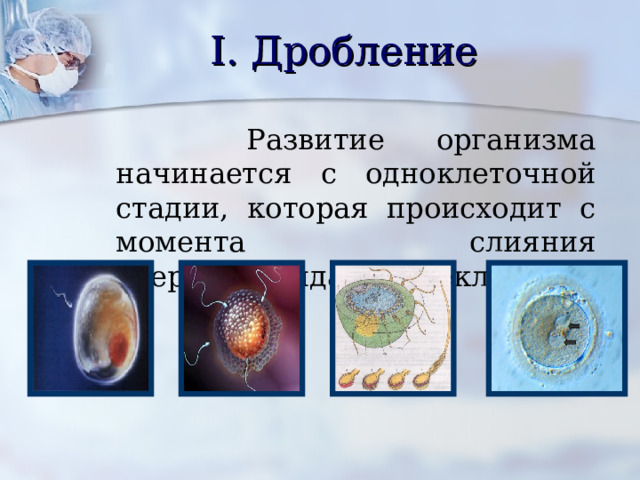 I. Дробление  Развитие организма начинается с одноклеточной стадии, которая происходит с момента слияния сперматозоида и яйцеклетки. 
