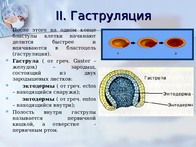 II . Гаструляция  После этого на одном конце бластулы клетки начинают делится быстрее и впячиваются в бластоцель (гаструляция). Гаструла ( от греч. Gaster – желудок) – зародыш, состоящий из двух зародышевых листков:  эктодермы ( от греч. ectos – находящийся снаружи);  энтодермы ( от греч. entos – находящийся внутри);  Полость внутри гаструлы называется первичной кишкой, а отверстие - первичным ртом. 