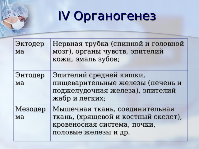 IV Органогенез Эктодерма Нервная трубка (спинной и головной мозг), органы чувств, эпителий кожи, эмаль зубов; Энтодерма Эпителий средней кишки, пищеварительные железы (печень и поджелудочная железа), эпителий жабр и легких; Мезодерма Мышечная ткань, соединительная ткань, (хрящевой и костный скелет), кровеносная система, почки, половые железы и др. 