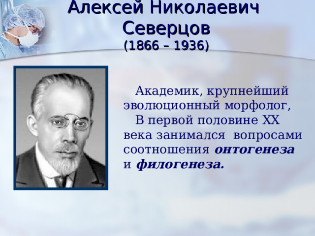 Алексей Николаевич Северцов  (1866 – 1936)  Академик, крупнейший эволюционный морфолог,  В первой половине XX века занимался вопросами соотношения онтогенеза и филогенеза. 
