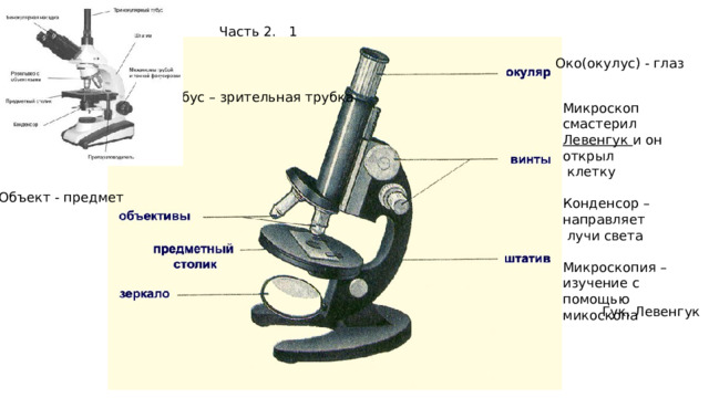 Часть 2. 1 Око(окулус) - глаз Тубус – зрительная трубка Микроскоп смастерил Левенгук и он открыл  клетку Конденсор – направляет  лучи света Микроскопия – изучение с помощью микоскопа Объект - предмет Гук, Левенгук 