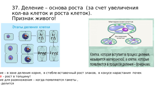 37. Деление – основа роста (за счет увеличения кол-ва клеток и роста клеток).  Признак живого! Деление – в зоне деления корня, в стебле-вставочный рост злаков, в конусе нарастания почек Камбий – рост в толщину! Деление для размножения – когда появляются гаметы , зигота делится 