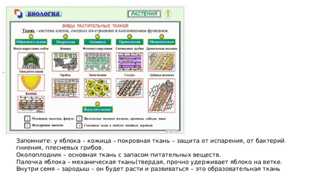 Повторение по биологии