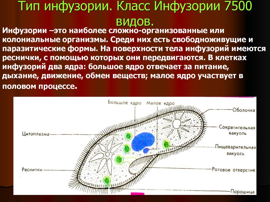 На рисунке изображено одно из проявлений жизнедеятельности инфузории туфельки какое общее свойство