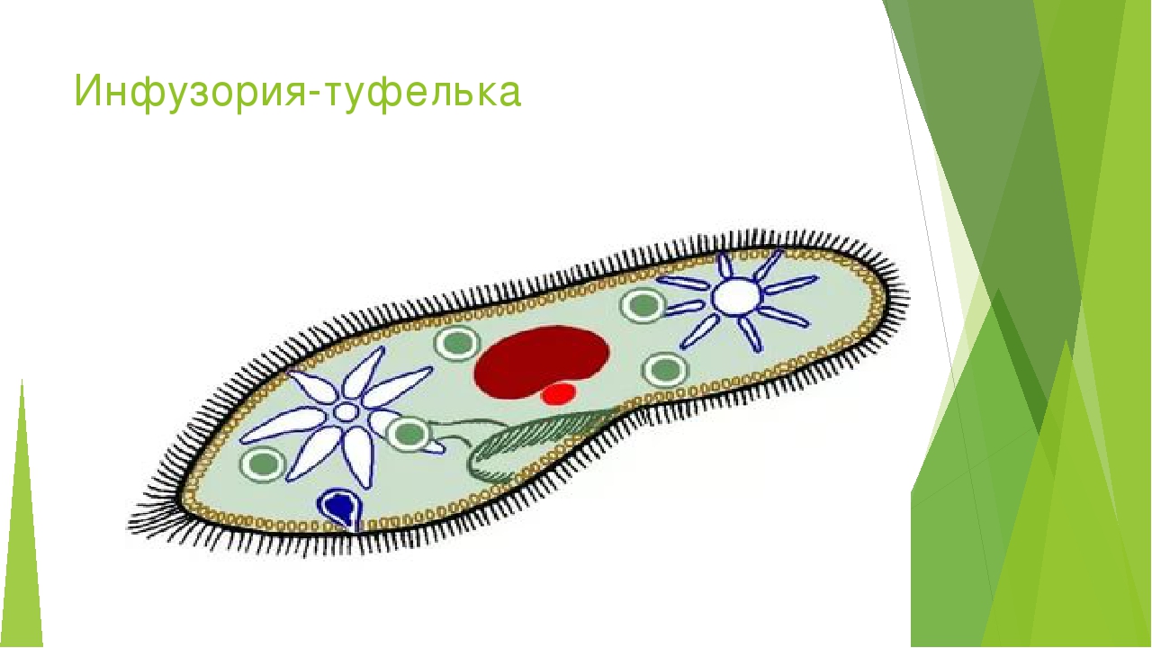 Что на рисунке инфузории туфельки обозначено цифрой 6