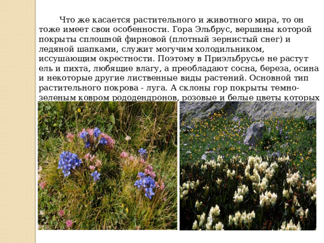  Что же касается растительного и животного мира, то он тоже имеет свои особенности. Гора Эльбрус, вершины которой покрыты сплошной фирновой (плотный зернистый снег) и ледяной шапками, служит могучим холодильником, иссушающим окрестности. Поэтому в Приэльбрусье не растут ель и пихта, любящие влагу, а преобладают сосна, береза, осина и некоторые другие лиственные виды растений. Основной тип растительного покрова - луга. А склоны гор покрыты темно-зеленым ковром рододендронов, розовые и белые цветы которых распускаются каждое лето. 