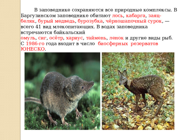  В заповеднике сохраняются все природные комплексы. В Баргузинском заповеднике обитают  лось ,  кабарга ,  заяц-беляк ,  бурый медведь ,  бурозубка ,  чёрношапочный сурок , — всего 41 вид млекопитающих. В водах заповедника встречаются байкальский омуль ,  сиг ,  осётр ,  хариус ,  таймень ,  ленок  и другие виды рыб. C  1986-го года входит в число   биосферных резерватов ЮНЕСКО . 