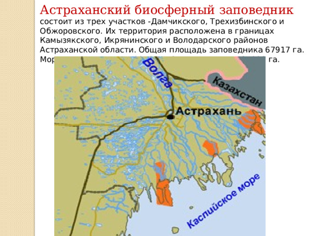 Астраханский биосферный заповедник состоит из трех участков -Дамчикского, Трехизбинского и Обжоровского. Их территория расположена в границах Камызякского, Икрянинского и Володарского районов Астраханской области. Общая площадь заповедника 67917 га. Морская акватория - 12212 га. Охранная зона – 31000 га. 