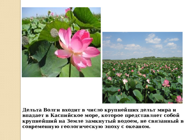 Дельта Волги входит в число крупнейших дельт мира и впадает в Каспийское море, которое представляет собой крупнейший на Земле замкнутый водоем, не связанный в современную геологическую эпоху с океаном. 
