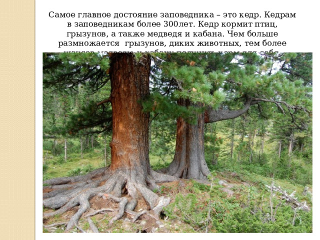 Самое главное достояние заповедника – это кедр. Кедрам в заповедникам более 300лет. Кедр кормит птиц, грызунов, а также медведя и кабана. Чем больше размножается грызунов, диких животных, тем более шансов медведю и кабану получить корм для себя. 