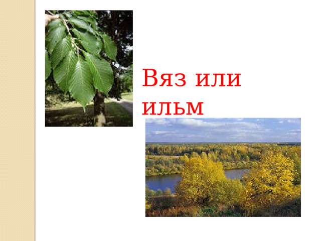 Вяз или ильм 