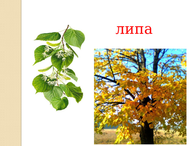 липа 
