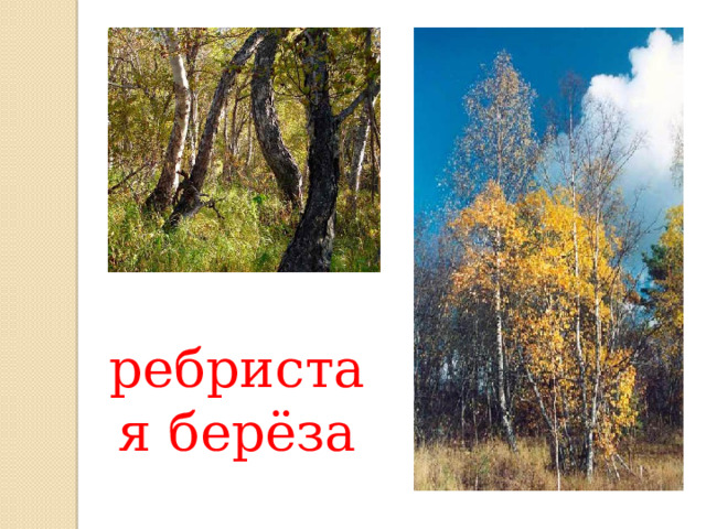 ребристая берёза 