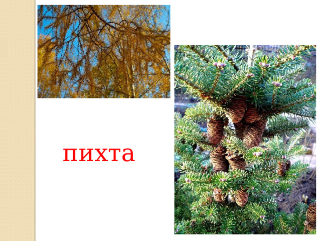 пихта 