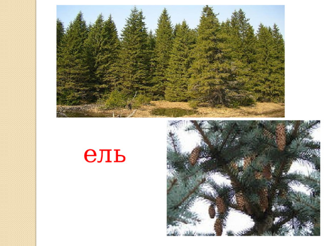 ель 