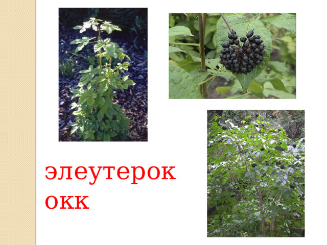 элеутерококк 