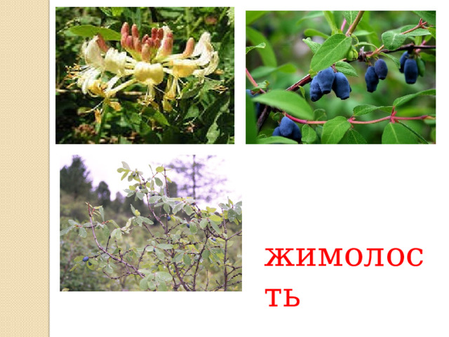  жимолость 