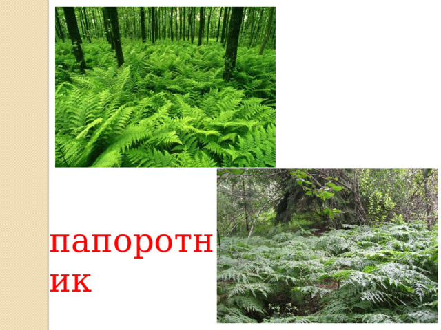 папоротник 
