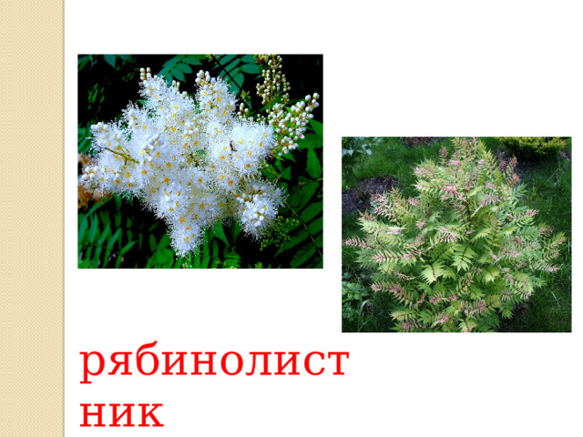 рябинолистник 