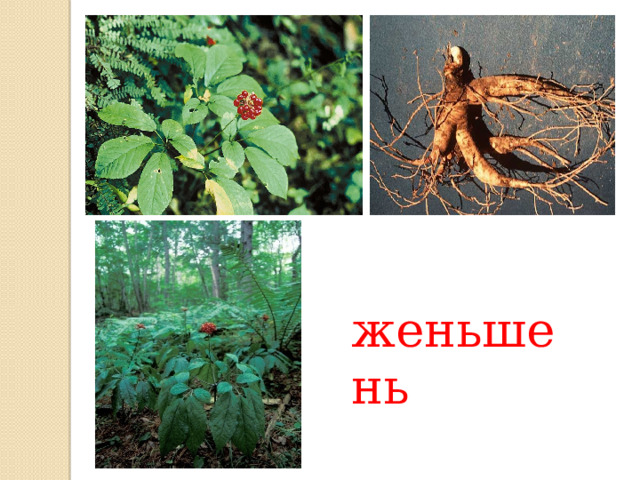 женьшень 
