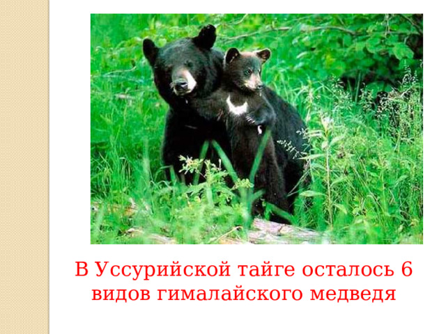 В Уссурийской тайге осталось 6 видов гималайского медведя 