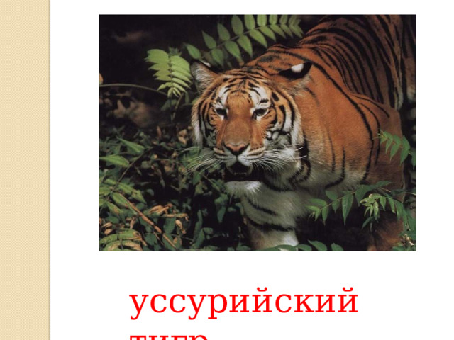 уссурийский тигр 
