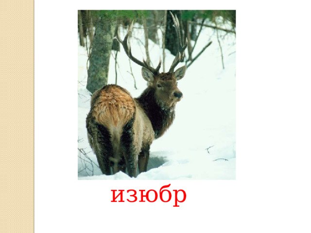 изюбр 