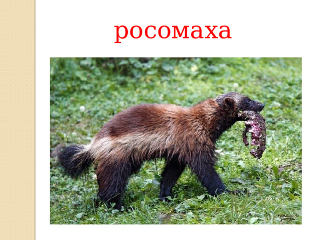 росомаха 