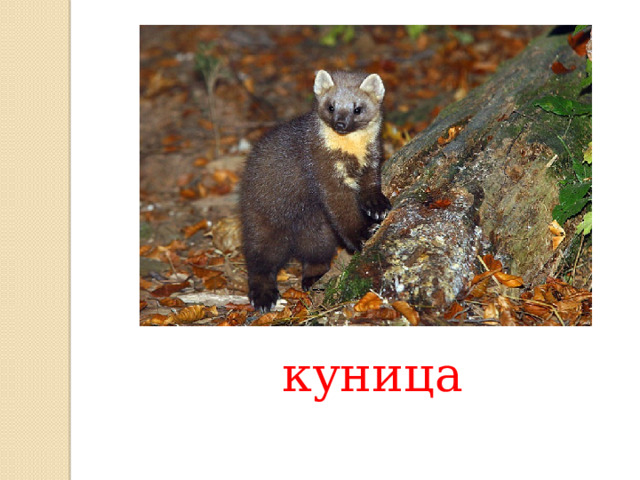куница 