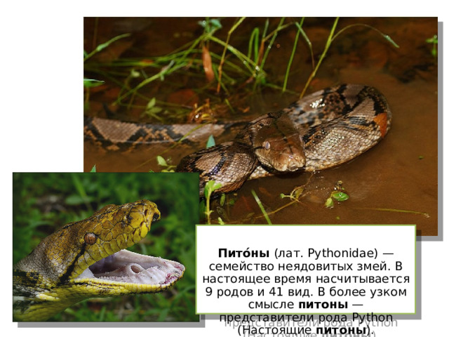  Пито́ны (лат. Pythonidae) — семейство неядовитых змей. В настоящее время насчитывается 9 родов и 41 вид. В более узком смысле питоны — представители рода Python (Настоящие питоны ). 