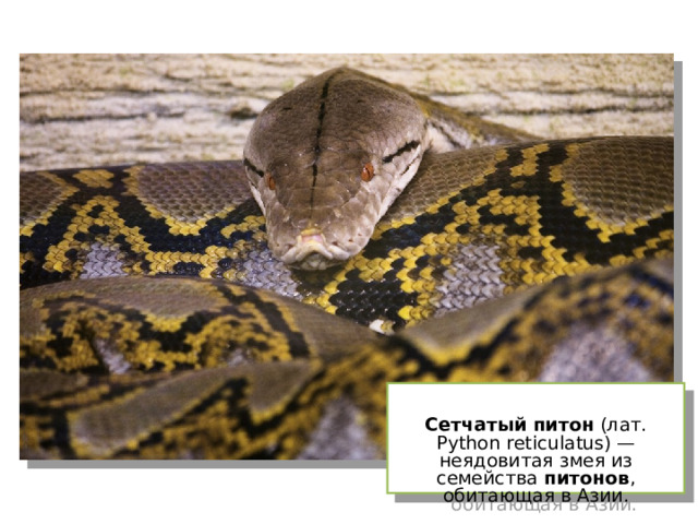  Сетчатый  питон (лат. Python reticulatus) — неядовитая змея из семейства питонов , обитающая в Азии. 