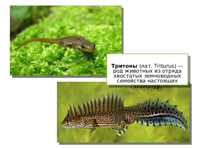  Тритоны (лат. Triturus) — род животных из отряда хвостатых земноводных семейства настоящих саламандр . 