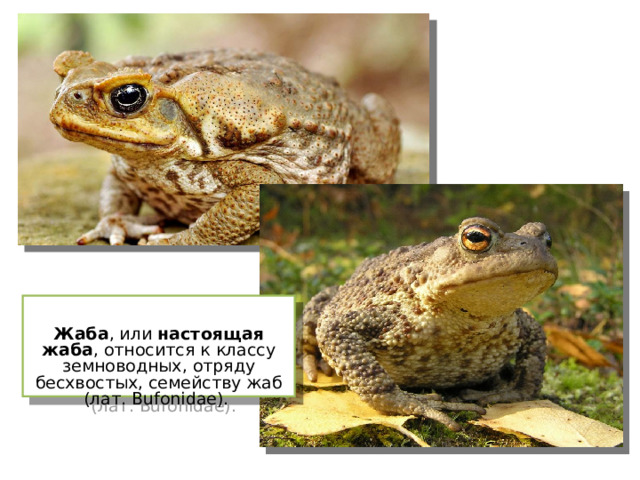  Жаба , или настоящая жаба , относится к классу земноводных, отряду бесхвостых, семейству жаб (лат. Bufonidae). 